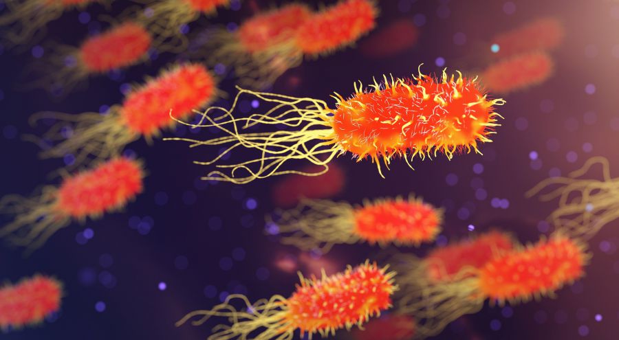 Understand how germs affect the body Tiny invaders