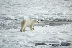 Describe a personal challenge Arctic dreams and ni